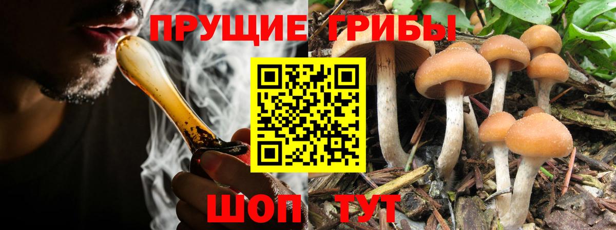 Шебекино  Галлюциногенные грибы Psilocybine cubensis  Вход с VPN 